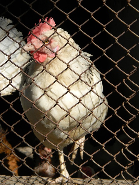 全球的地区 全球的地区