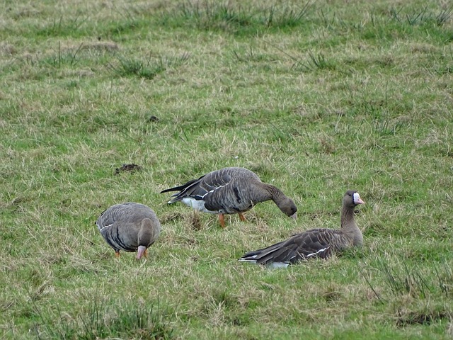 卢卡库的回 卢卡库的回